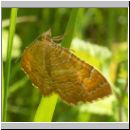 Camptogramma bilineata - Brennesselspanner 06.jpg